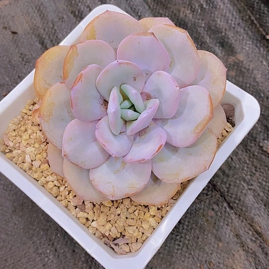 无花朵?奶茶多肉