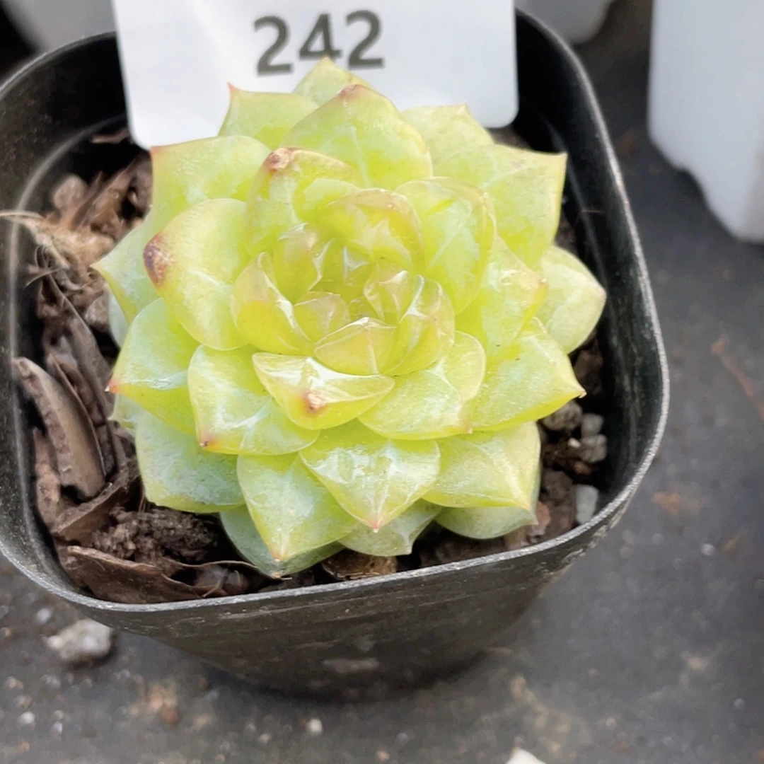 陪****242号糖心冰心珍妮