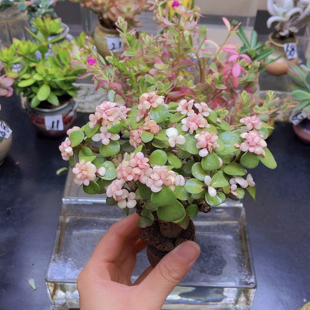 莫***斯花钱花钱花钱花钱