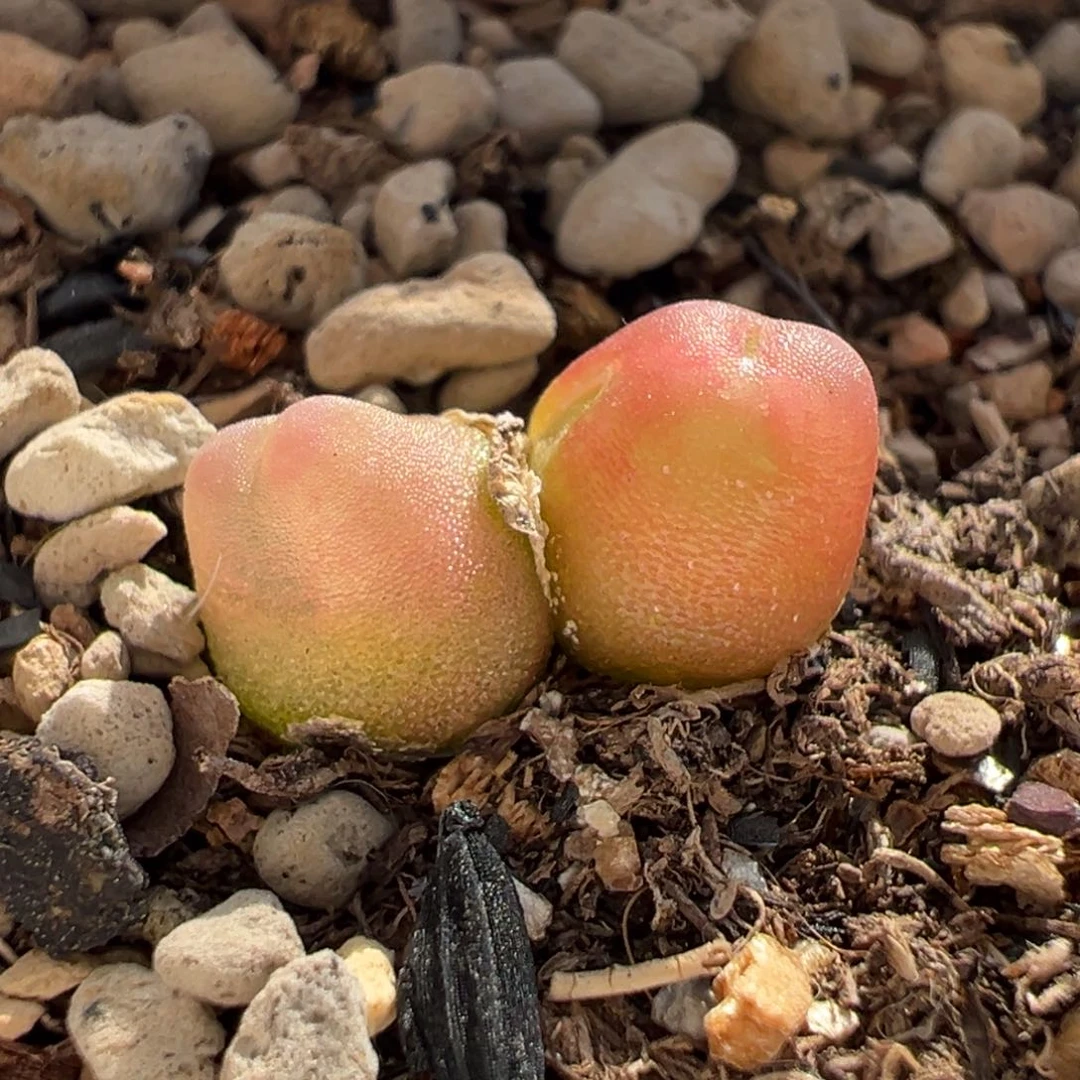 双头拉登多肉多肉