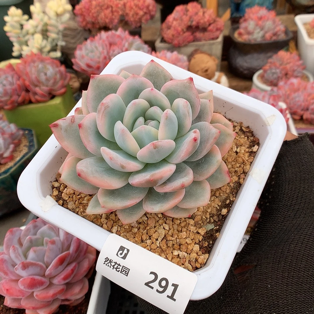 291梦露锦多肉植物6666