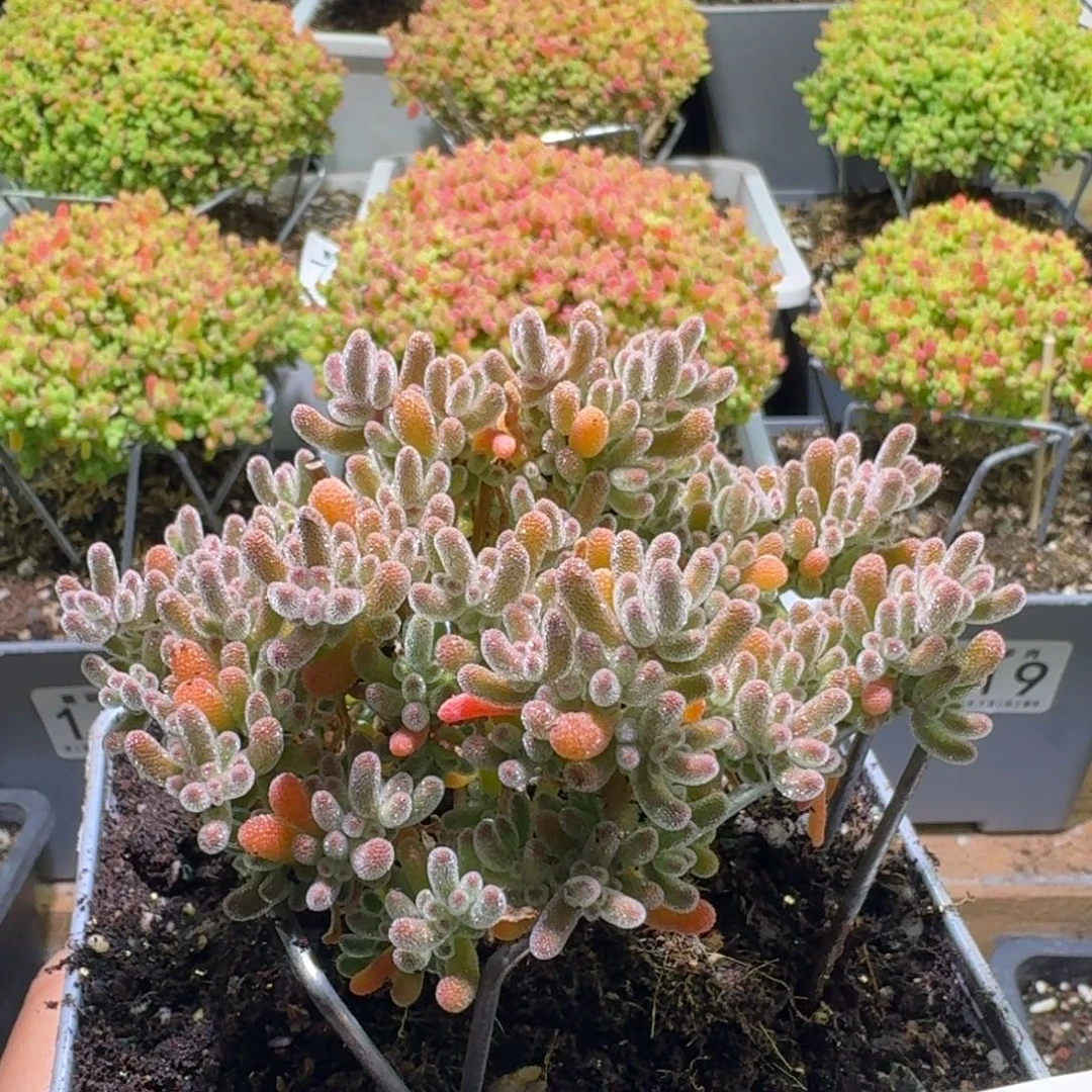 枝干番杏橘子冰晶，846