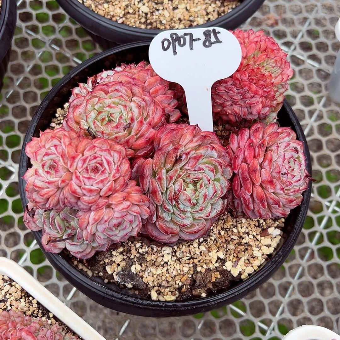 0907-85绝绝子白胖子缀