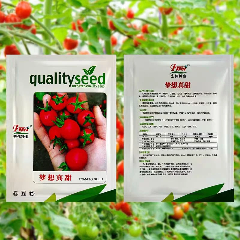 高产梦想真甜5号番茄苗秧爆甜多汁四季阳台盆栽红黄紫白千禧种子