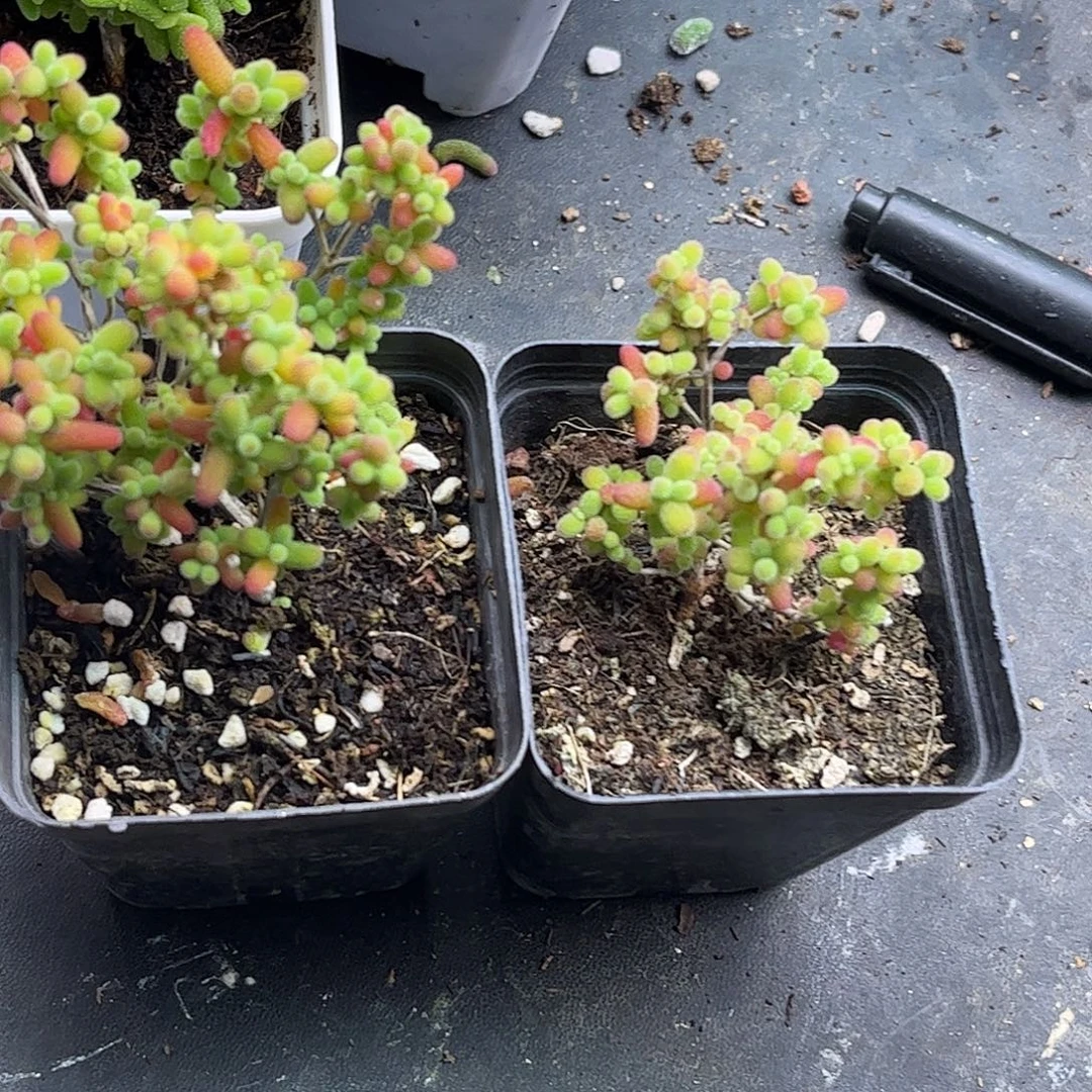 嘿***呵蜜桔糖球优选枝干番杏