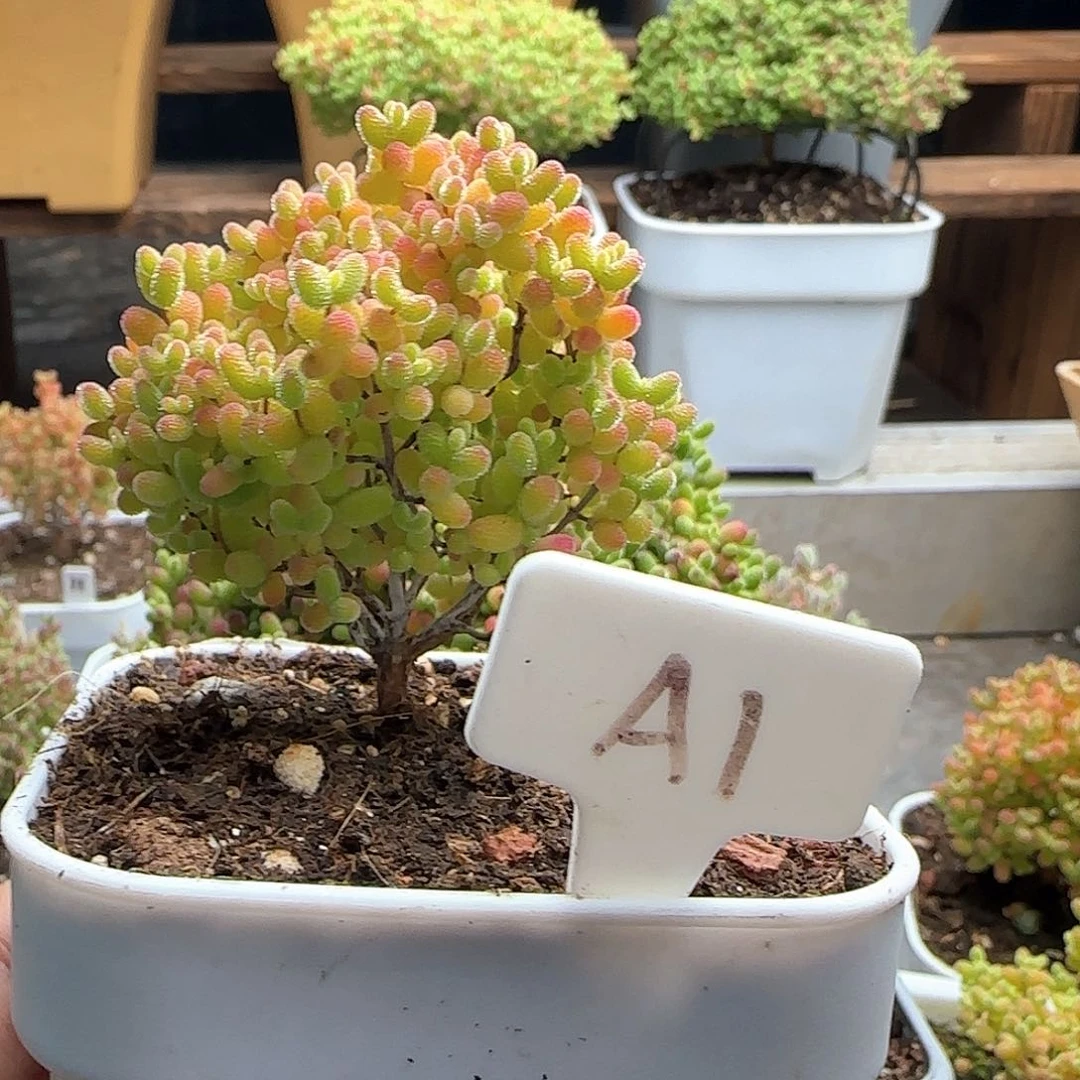 蜜橘糖球枝干番杏专拍