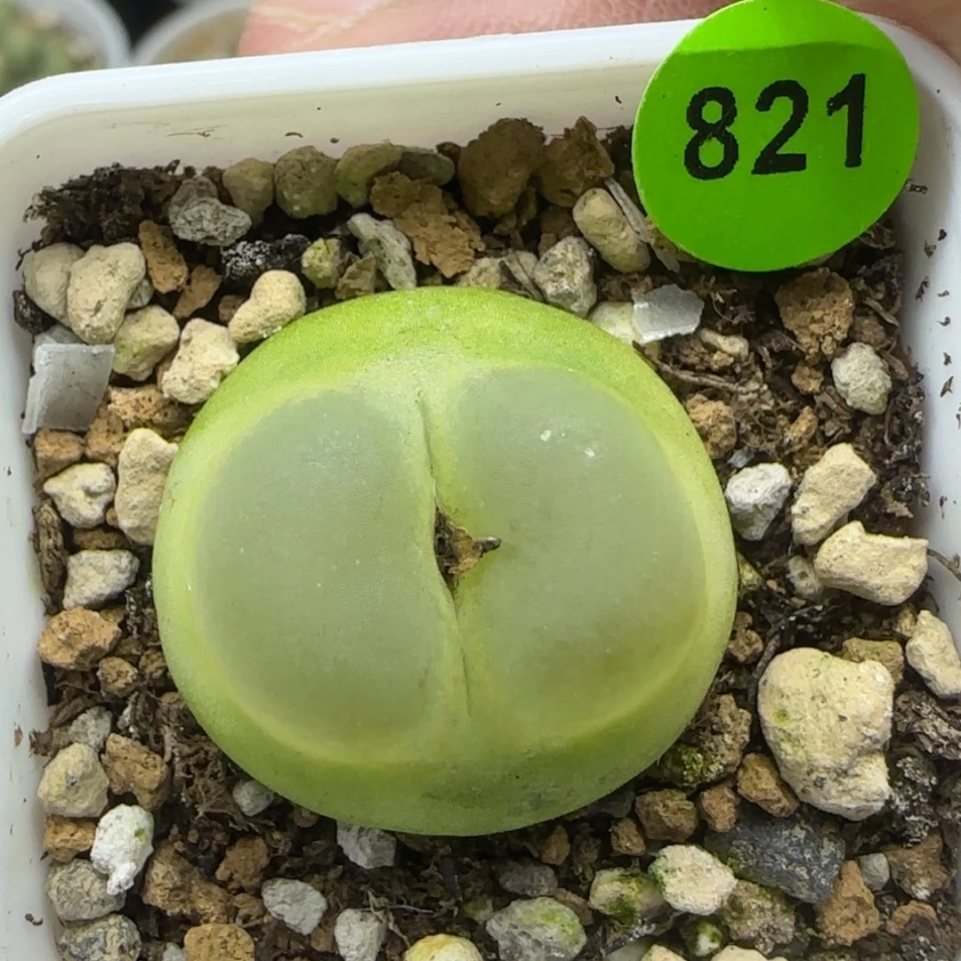 拉登2.2+多肉植物821