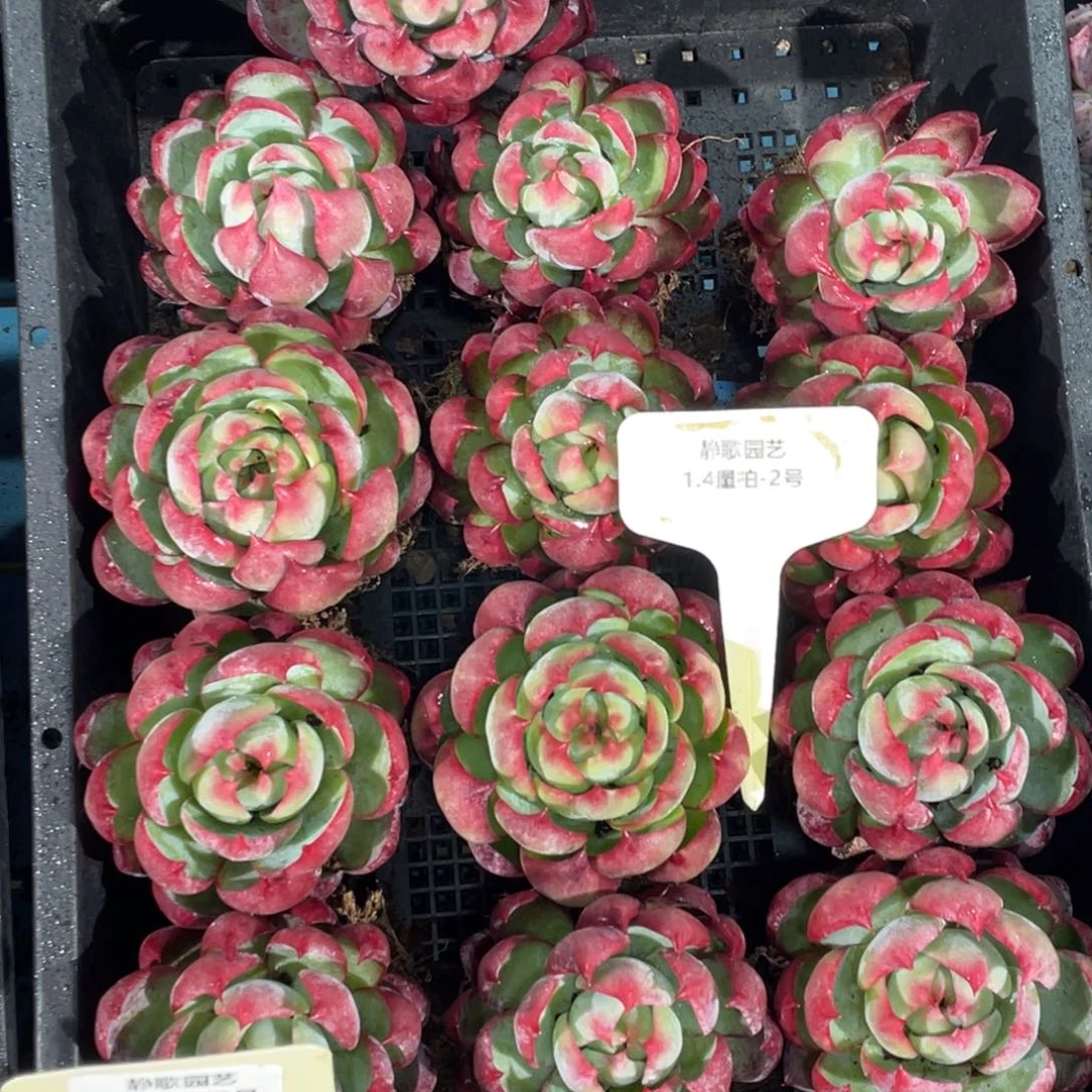 0104-2-惊鸿仙子包子一颗