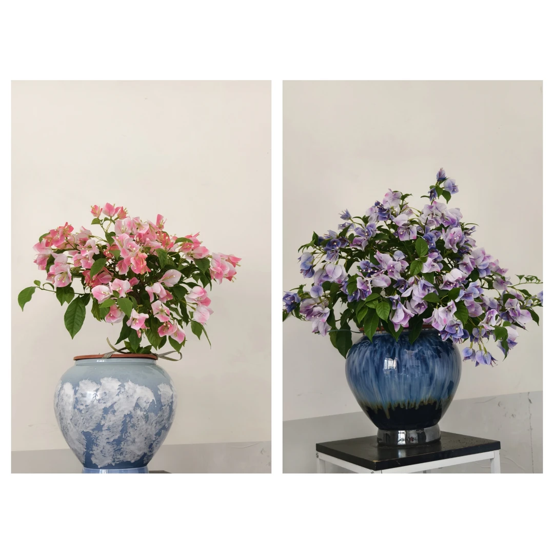 【珍珠梦幻】三角梅袋苗爬藤四季开花阳台盆栽好养易活庭院植物