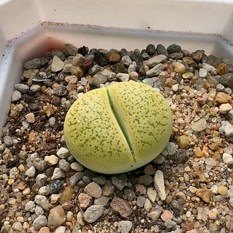 3744，一箭之遥母本带盆发货