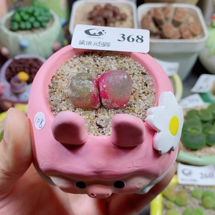 生石花花花花花花368