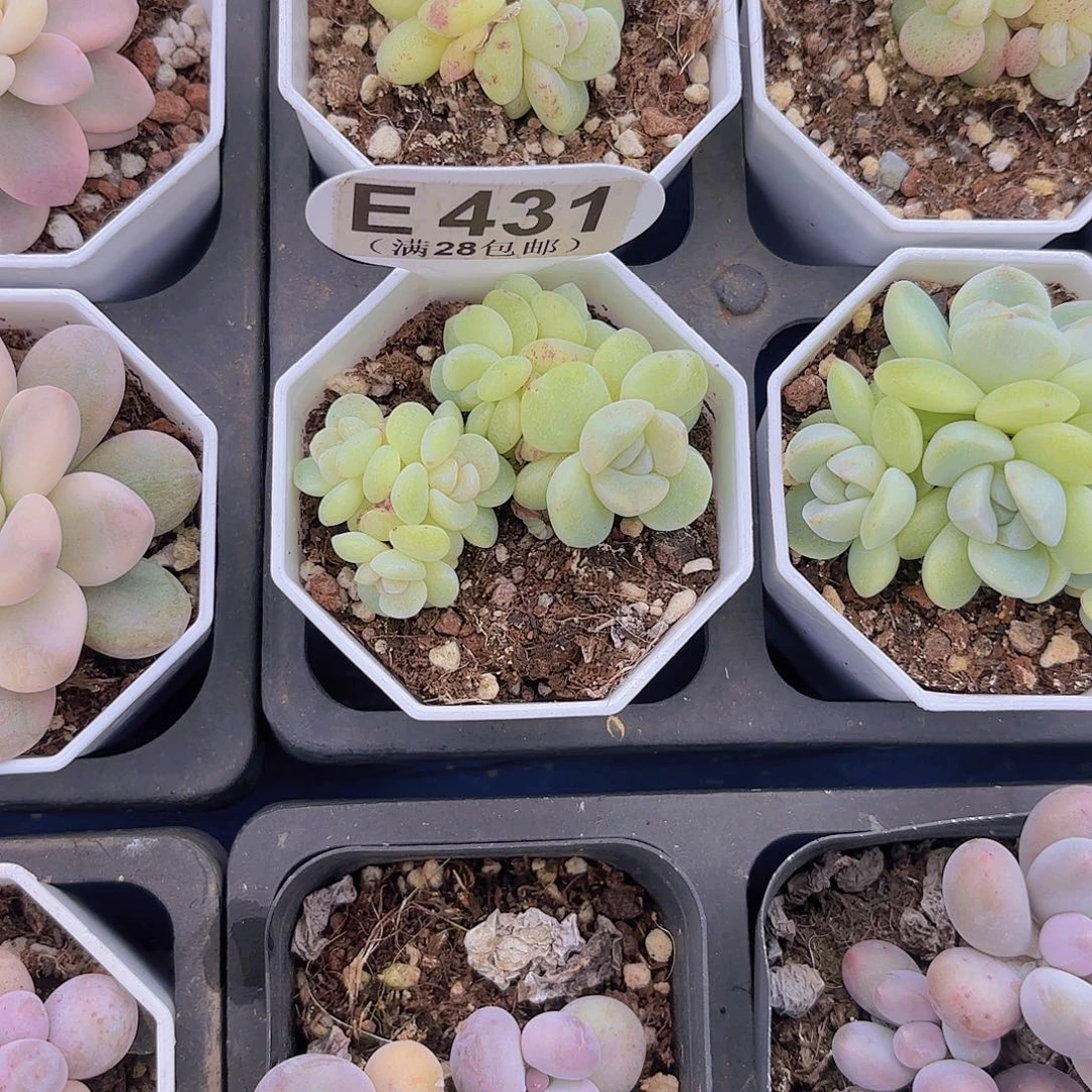 E431冰玉石化一物一拍