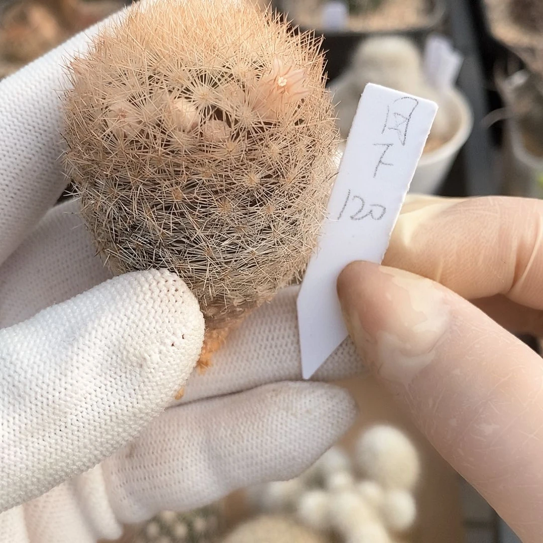 月**酌花花花花花花花花