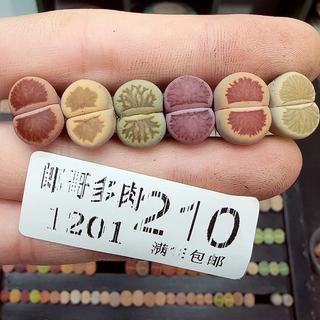 满满18包邮1201-210