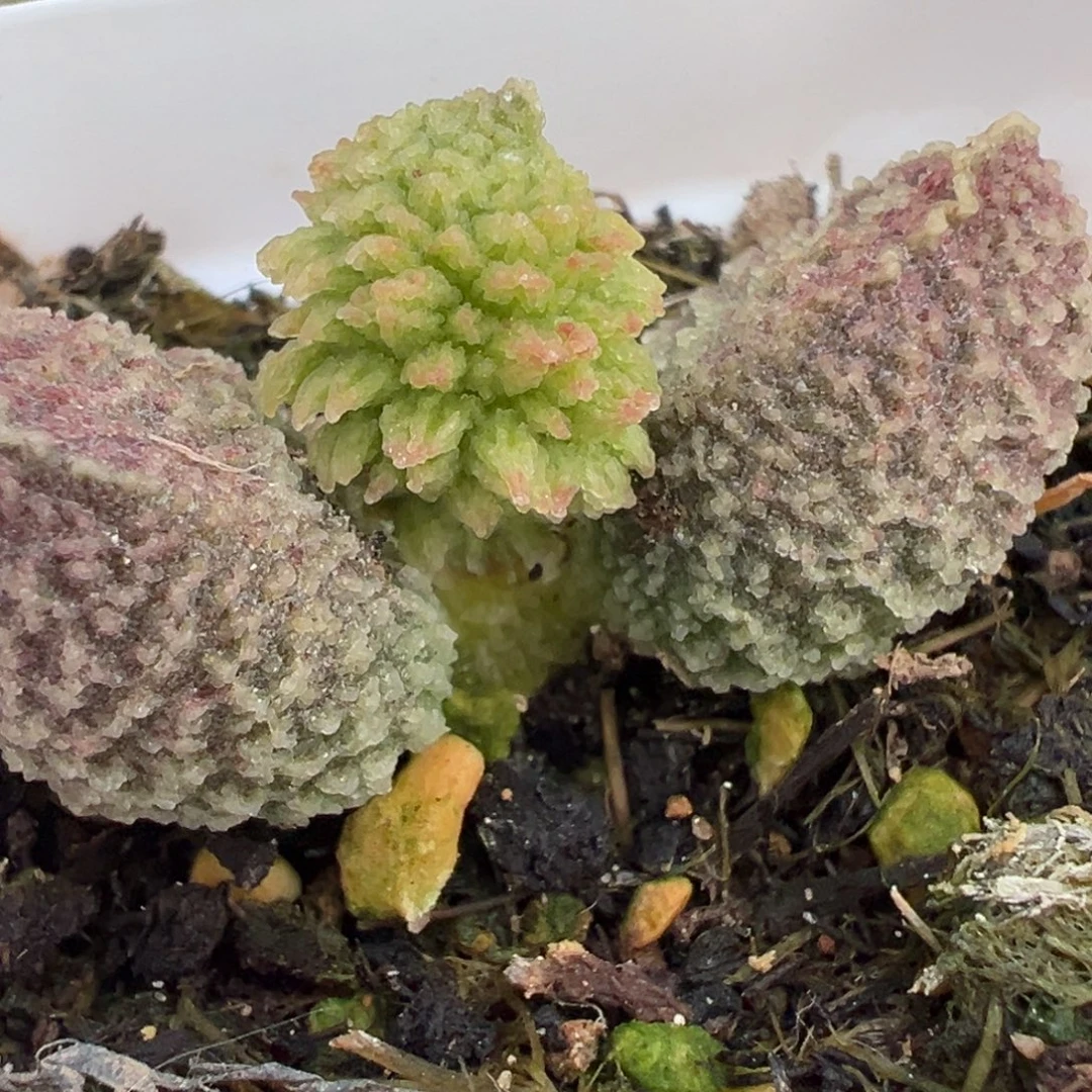 爆炸尢刺实生新品多肉植物水泡