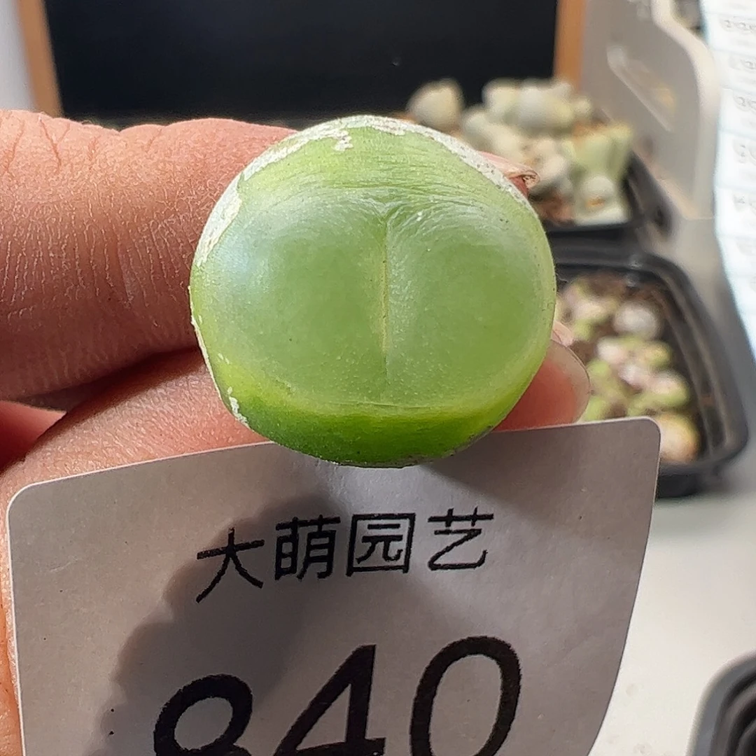 一物一拍。         840