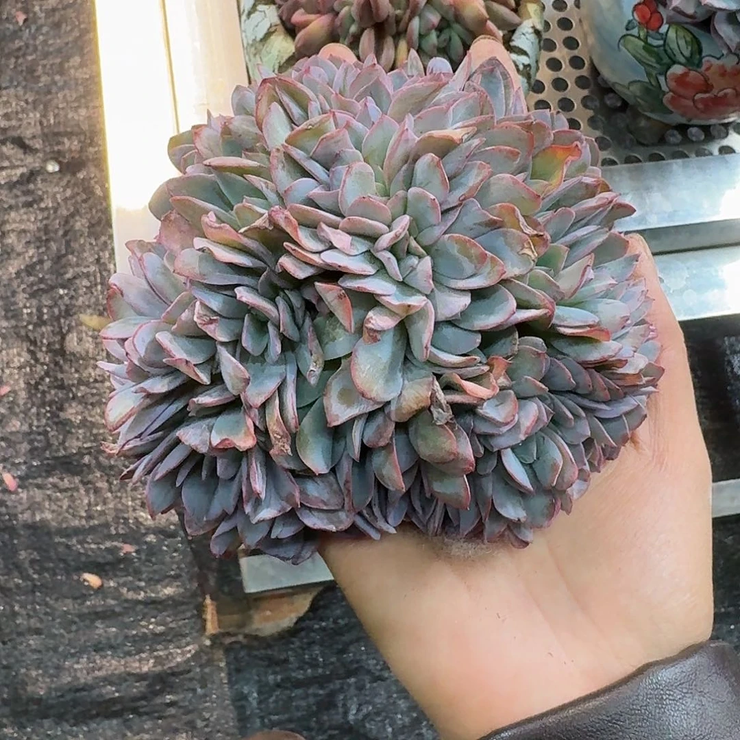 布鲁蓝朵朵缀。