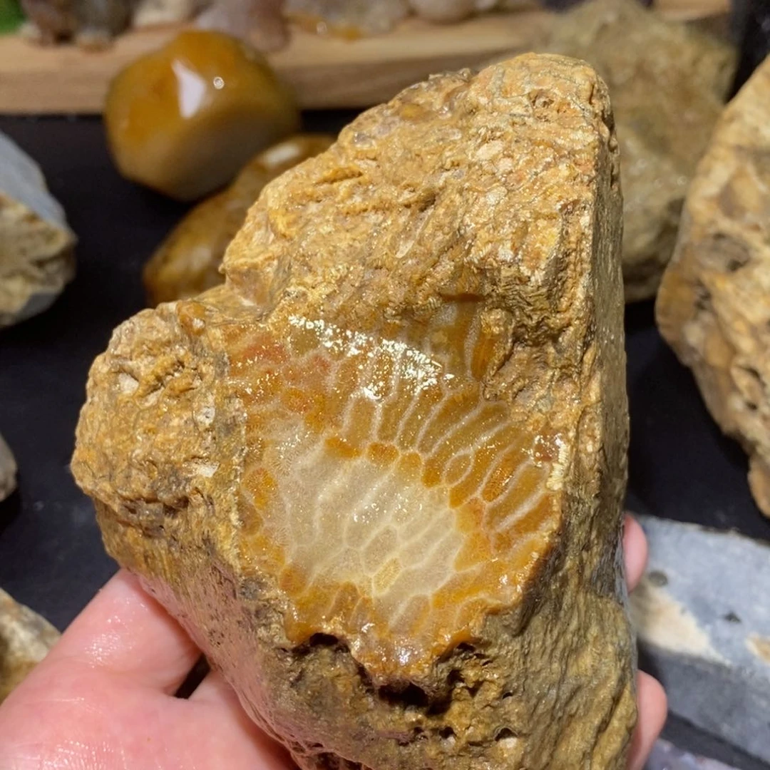 【闪购商品】硅化玉颈饰未镶嵌