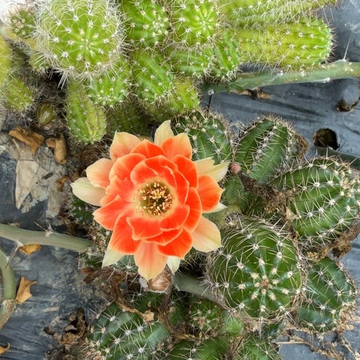 矮胖白檀482白檀侧芽一个