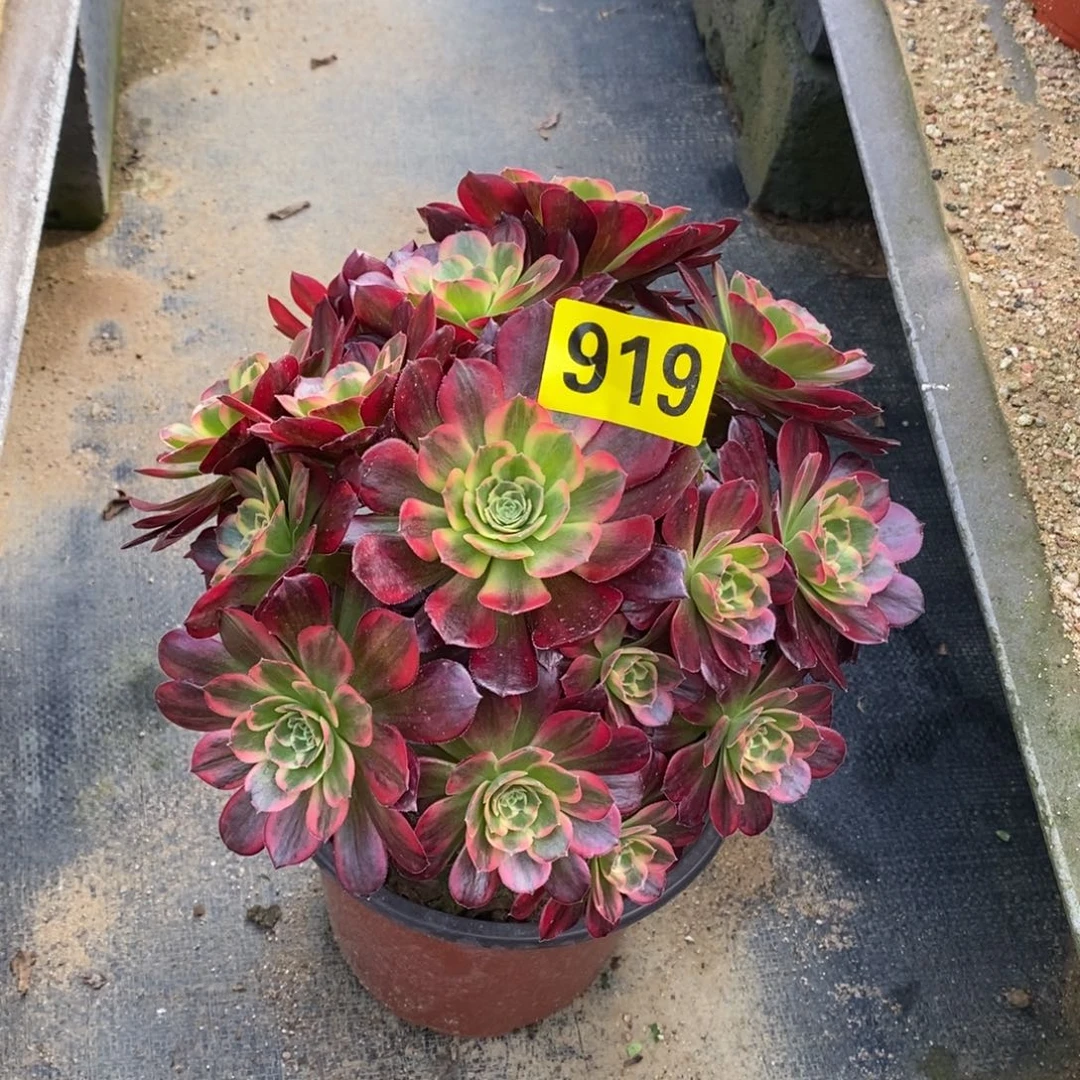 安娜多肉法师919