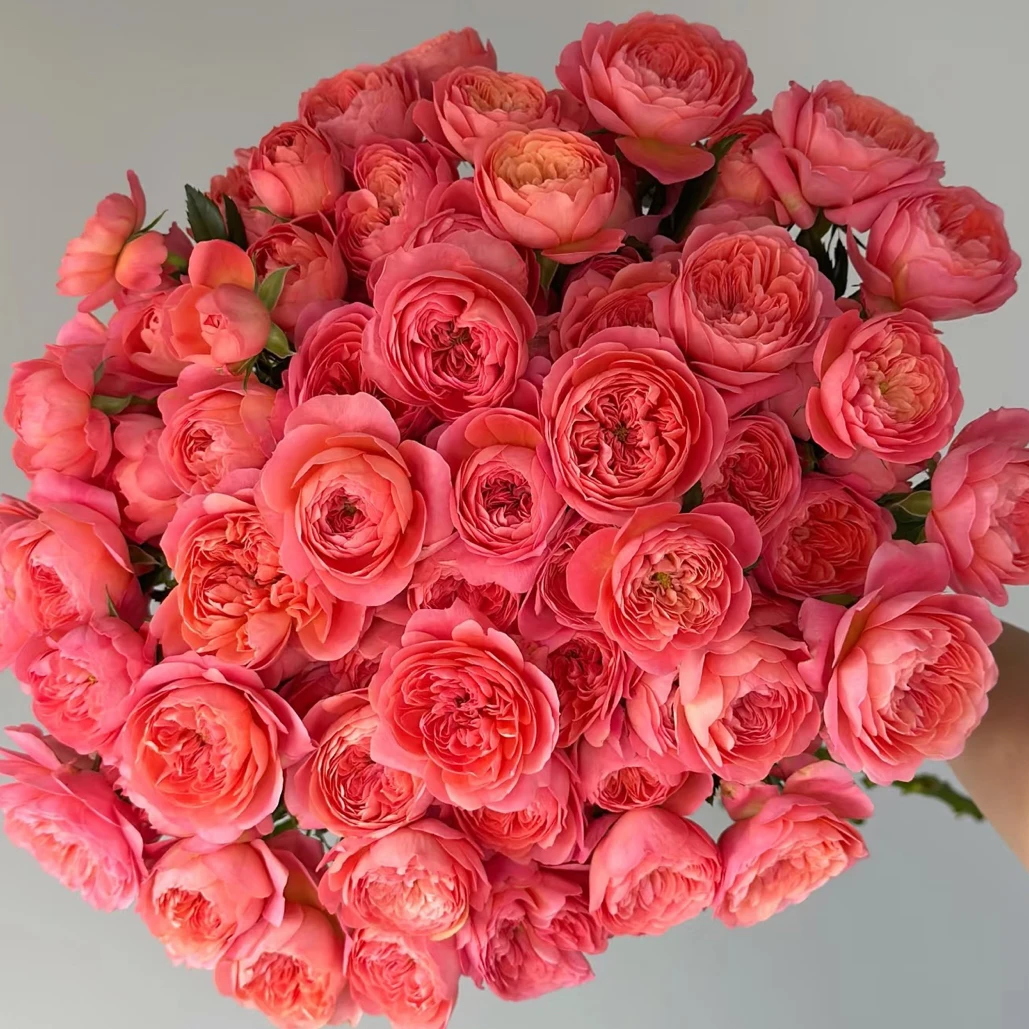 小苗（红果汁）小苗，满六棵半价，