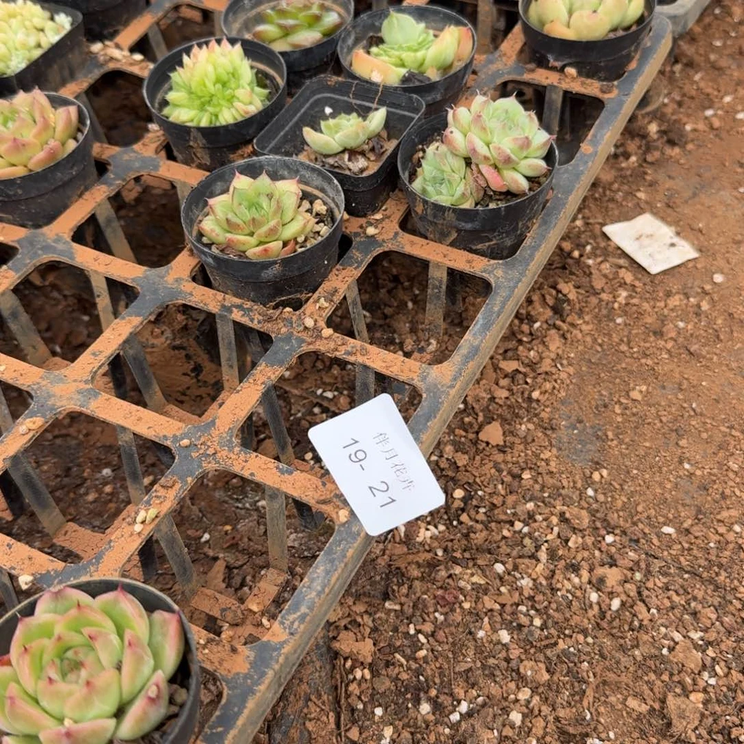 糖心麦秆混十棵量拍挑周正紧凑的19-21