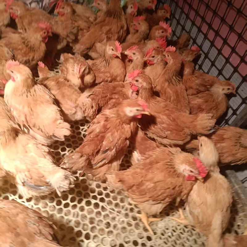 宠物鸡八两左右九斤红鸡红玉鸡好养好喂