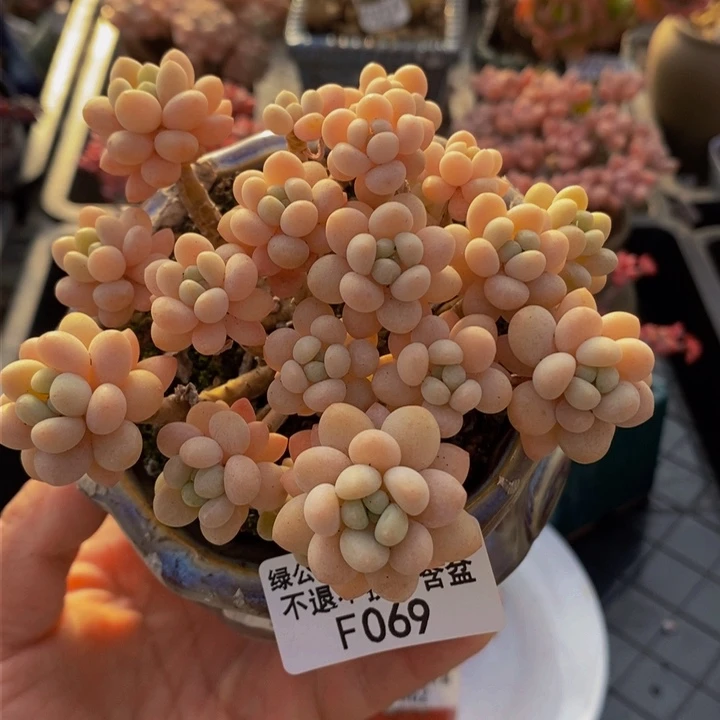 花朵鱼子酱老桩10cm069多肉植物