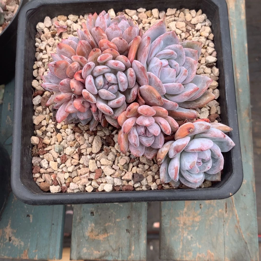 无花朵石榴籽哈哈哈哈哈哈3