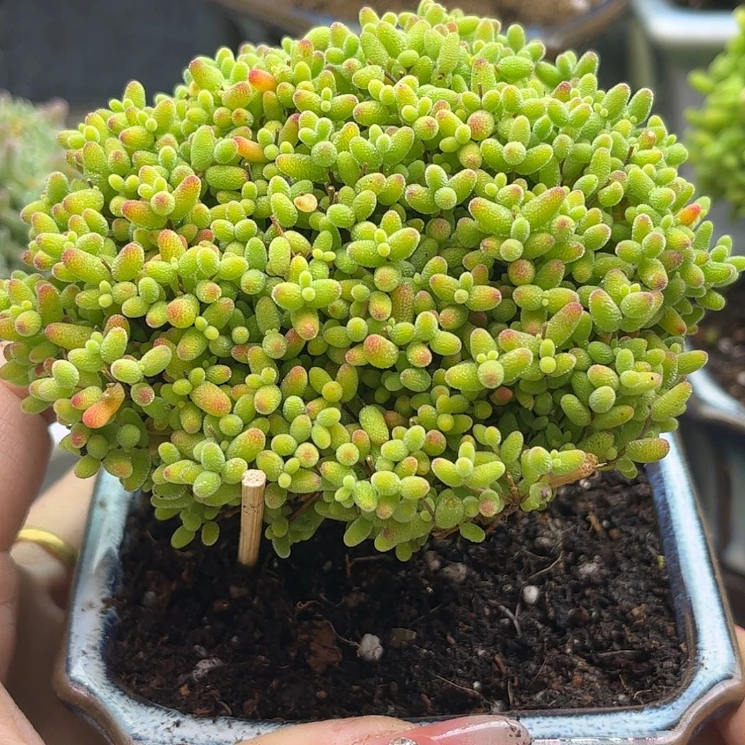 27蜜桔带盆优选枝干番杏