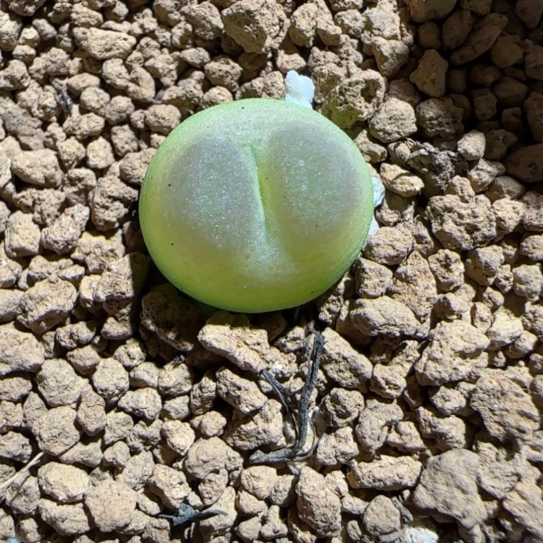 肉锥多肉植物组合-sh1200拉登358