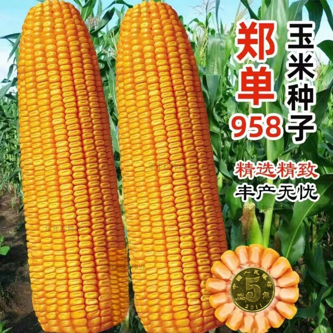 精品大粒国审郑单958高产玉米种子抗旱耐涝矮杆抗倒耐高温包谷种