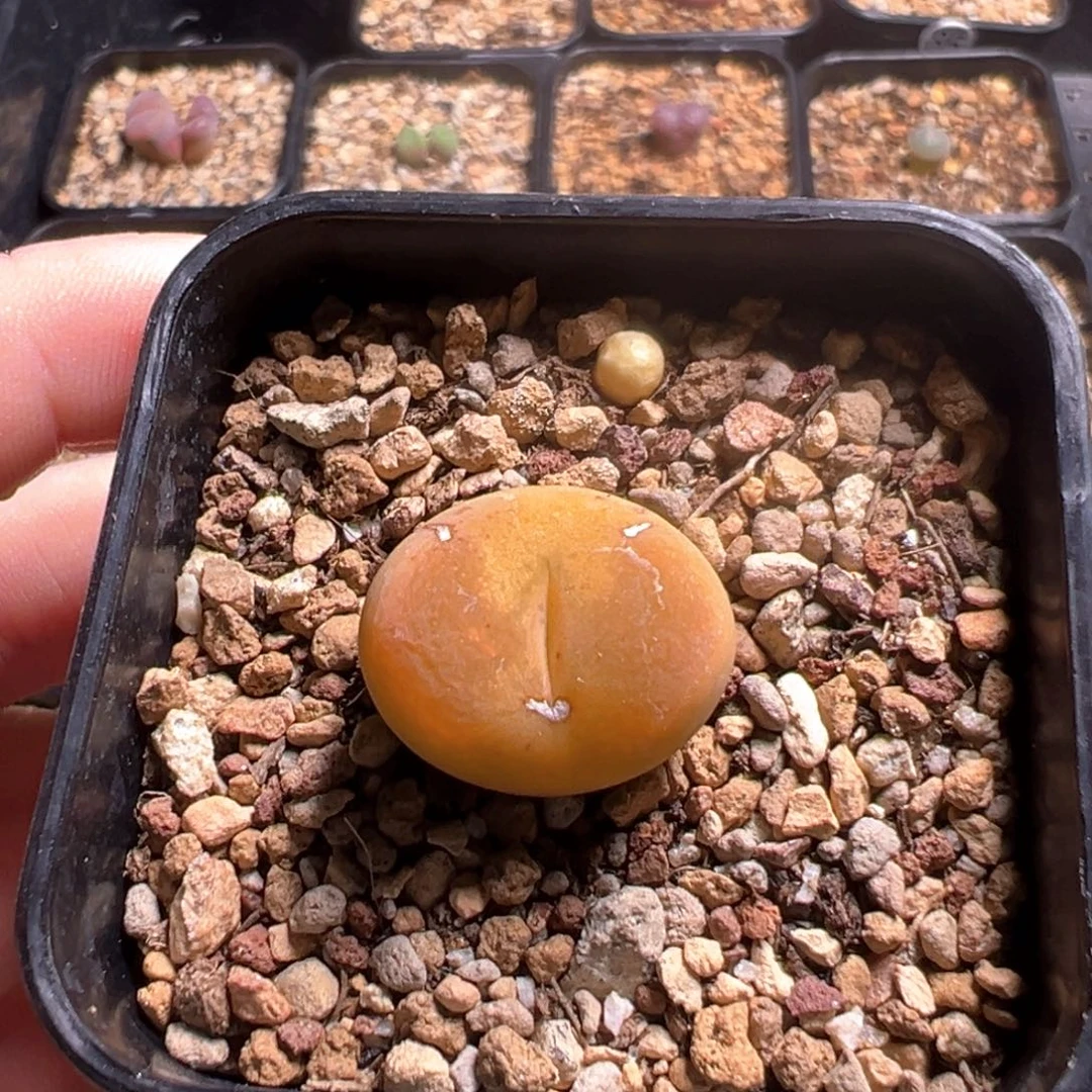 11-82    吕杂一棵