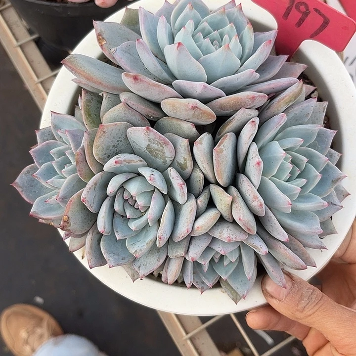 晨语多肉，一物一拍197粉蓝鸟