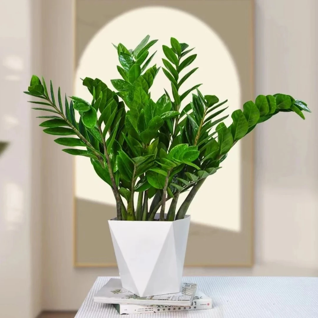 金钱树带盆60-70厘米净化空气室内绿植室内耐旱好养03