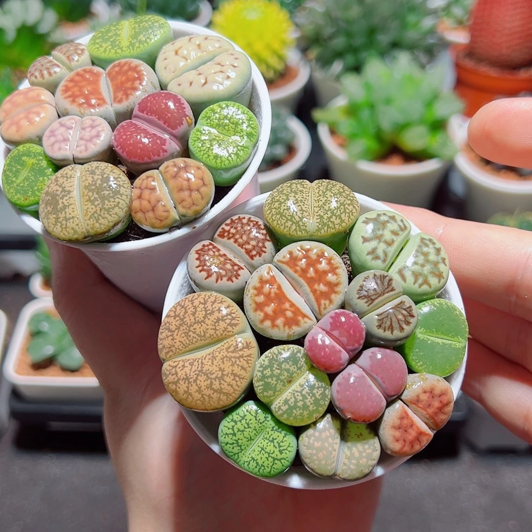 母本彩拼生石花带白盆