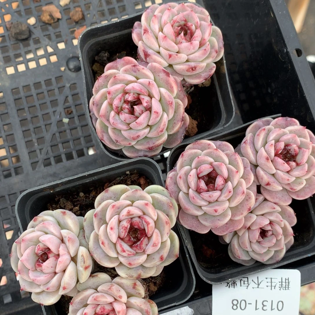 0131-08 天鹅绒三颗 不包整