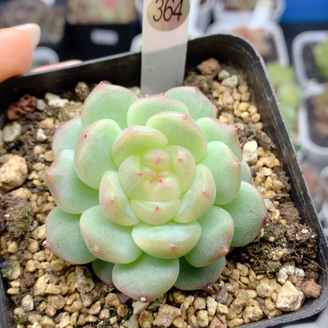58包邮  群生不包整364