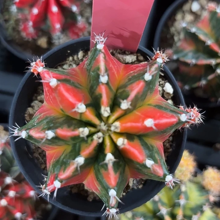 824-0622泰国发货