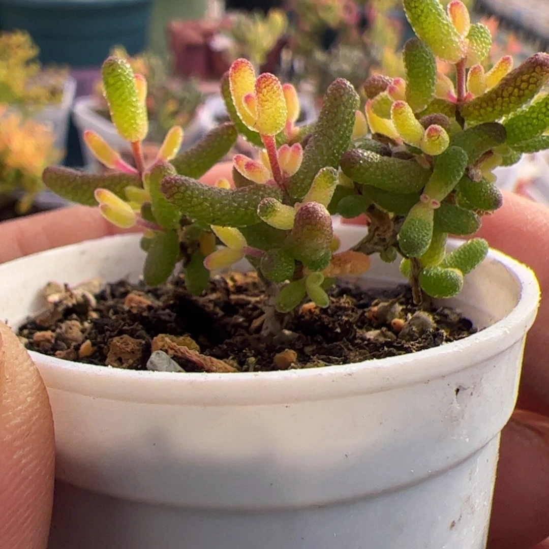 开播福利多肉植物枝干假飞机猪老杆子