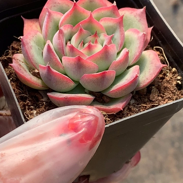 侧影 （满9.99包邮不满9.99发叶子）