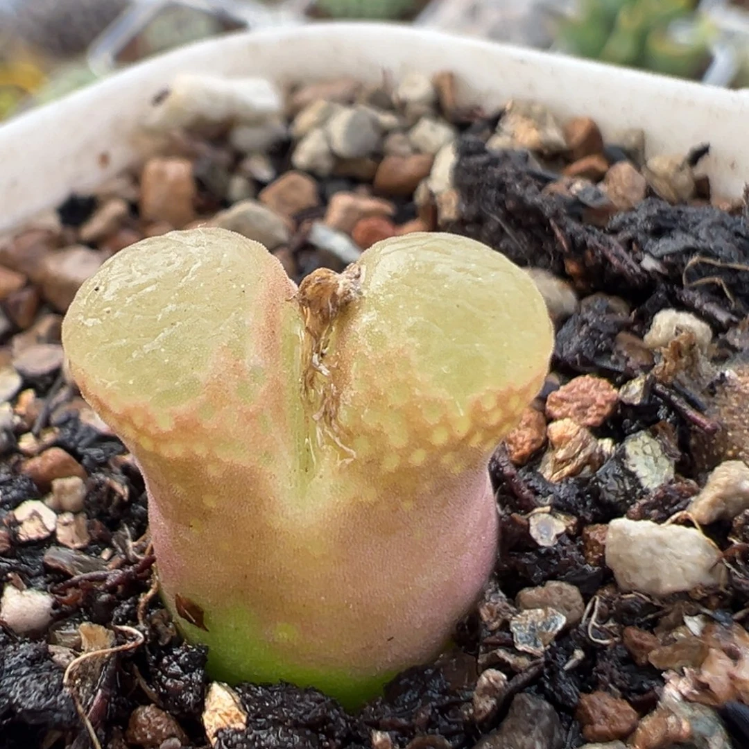 178多肉植物百科植物