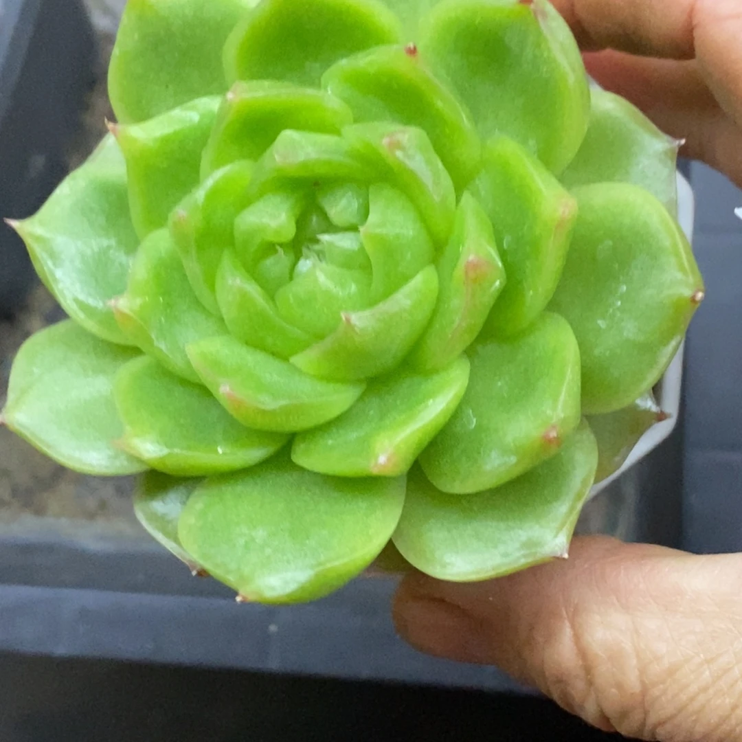 精品多肉一物一拍不包整402