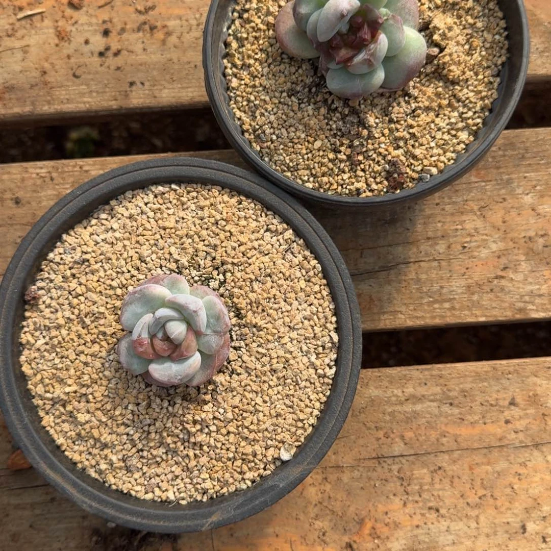 *****一物一拍不退不换