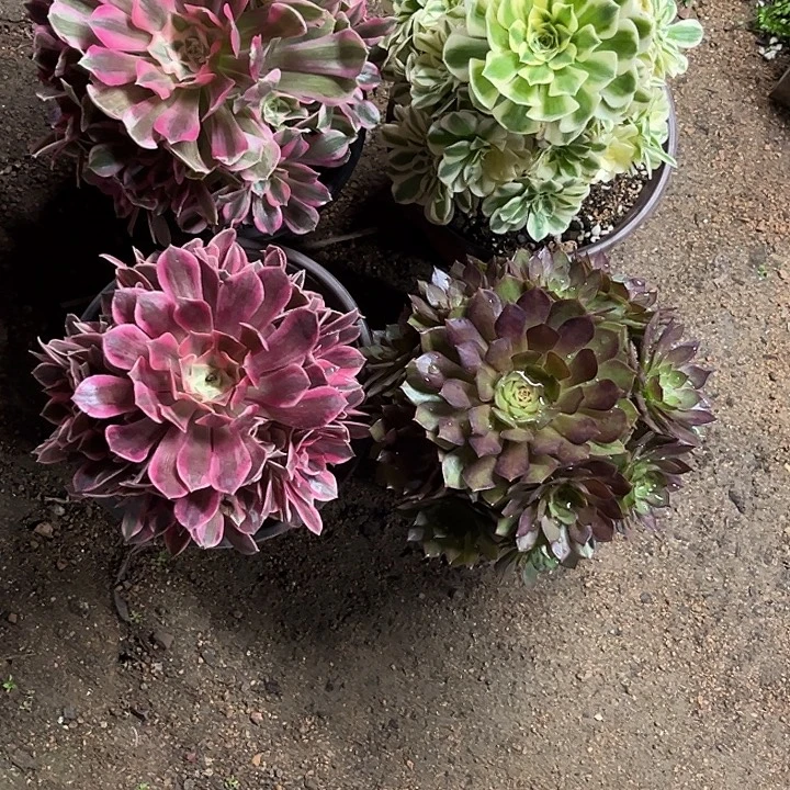 多肉植物组合锦…………
