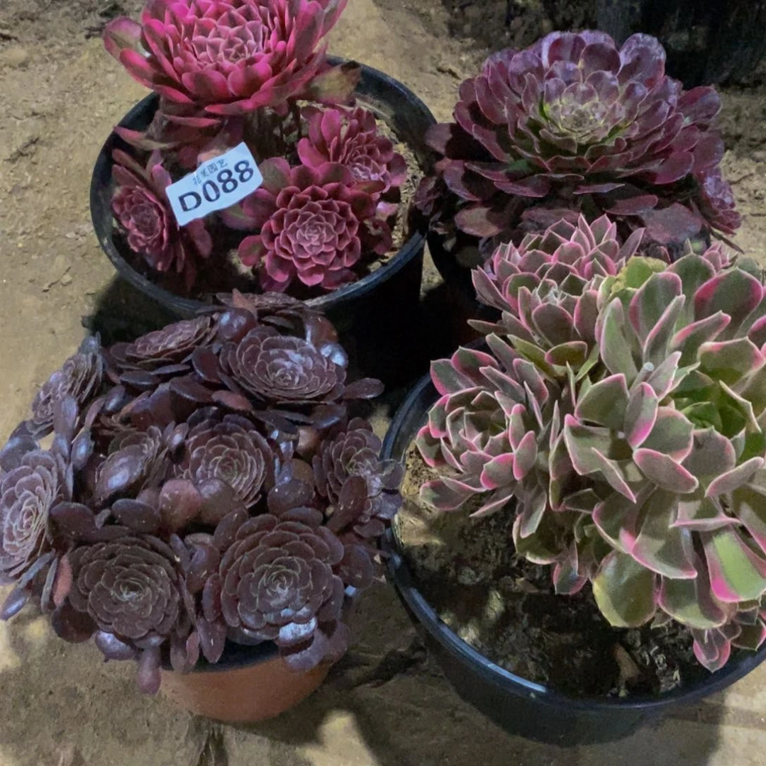 “***”四颗多头植物088000