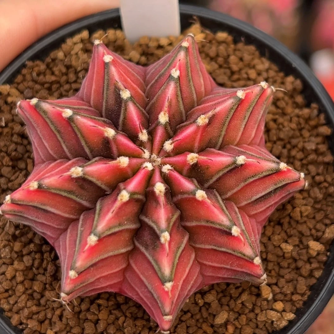 泰系实生肋骨锦265