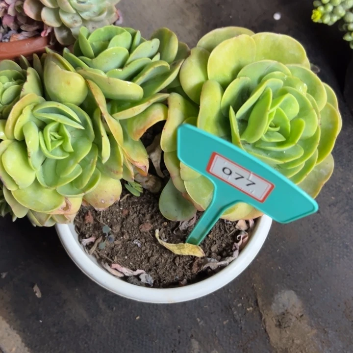 吐****?碧桃缀多肉植物077