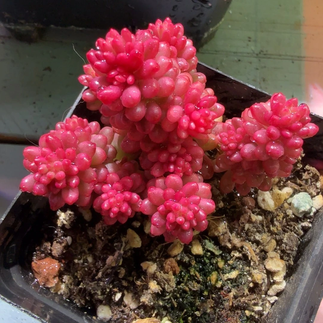 红浆果锦，多肉植物