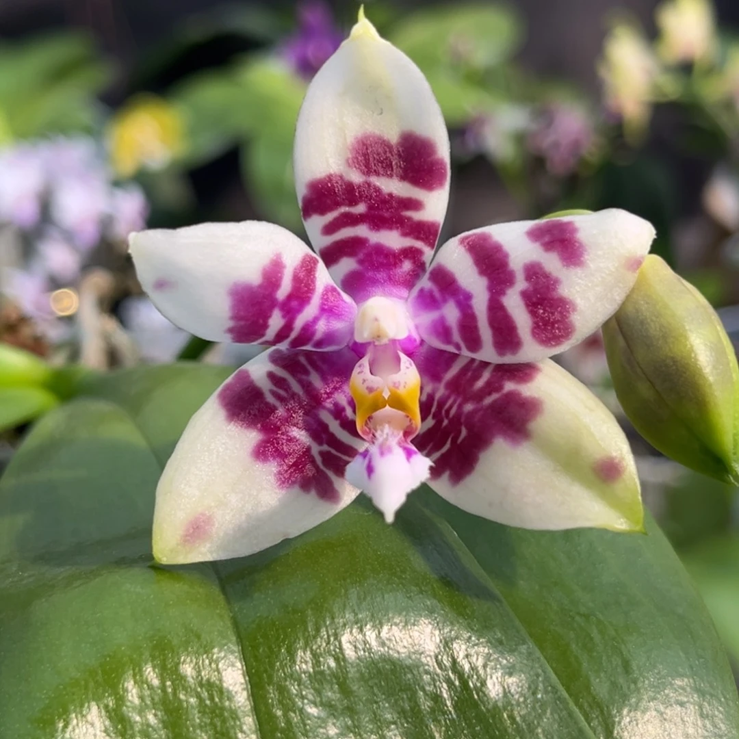 完全开放2.5寸yc104开花株